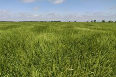 Fields of wheat!