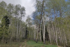 Nice trees on the hike